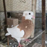 کبوتر طوقی زرد کاکولی و پرشی