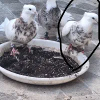 طوقی کله سینه رنگه ساده کاکلی