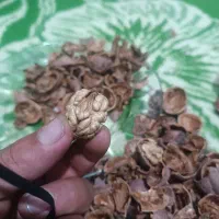 گردو کاغذی