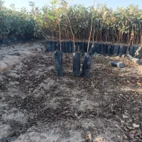 فروش نهال پسته