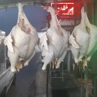 پرورش بوقلمون داودی شباب