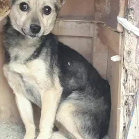 سگ پاکوتا ماده