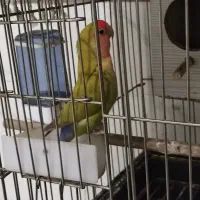 طوطی برزیلی نر و ماده باهم بالغ