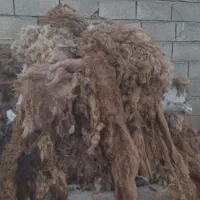 پشم گوسفند