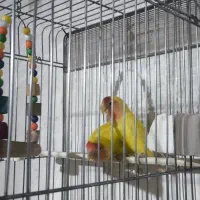 طوطی برزیلی