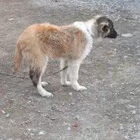 توله‌سراب‌قدیم