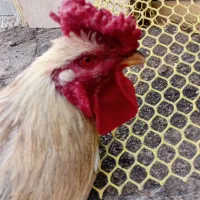 خروس محلی ۱ساله