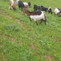 بز و بزغاله