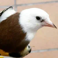 سهره سر سفید