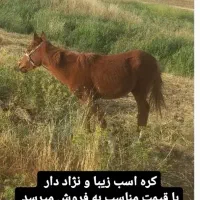 اسب فروشی