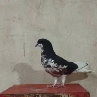 ماده‌ شهری گل‌دار