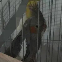 عروس هلندی دستی|پرنده|قرچک, محمد آباد|دیوار