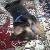 توله سگ ژرمن نر۲ماهشه واگذارمیکنم