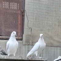 یجفت نروماده