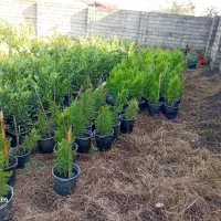 فروش گل به صورت یکجا فروشی به قیمت مناسب|گل و گیاه طبیعی|واجارگاه, |دیوار