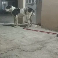 سگ قهدریجانی اصفهانی البای خراسانی ماده