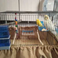 عروس هلندی و مرغ عشق