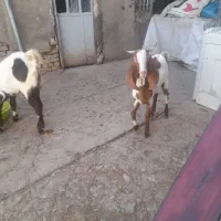 بز پاکستانی اصیل|حیوانات مزرعه|صالح آباد, |دیوار