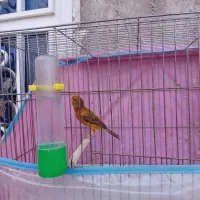 قناری سرخ شتری