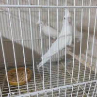 عروس هلندی مرغ عشق مرغ مینا