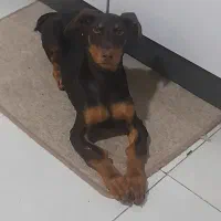 سگ دوبرمن کاملا اصیل