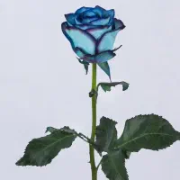 رز آبی