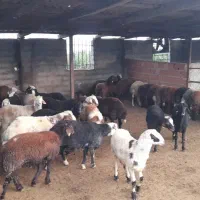 بره برواری|حیوانات مزرعه|بندر گز, |دیوار