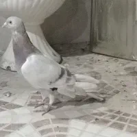 فروش کبوتر نقره‌ای