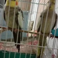 یک جفت عروس هلندی