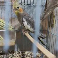 عروس هلندی|پرنده|آزادشهر, |دیوار