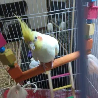 عروس هلندی|پرنده|اردبیل, |دیوار