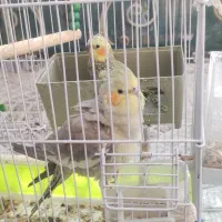 عروس هلندی|پرنده|گرمسار, |دیوار