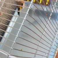 سهره نر|پرنده|کرمانشاه, |دیوار