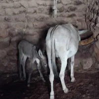 خر با هولی