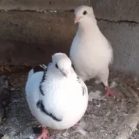 سه عدد کبوتر خوب