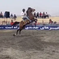 سیلمی|اسب و تجهیزات اسبسواری|تبریز, |دیوار