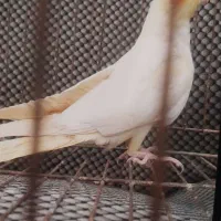 یک عروس هلندی و یک خروس سلطان قیمت مفت