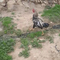 خرورس لاری