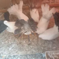 دمچتری اصل|پرنده|خمینی‌شهر, |دیوار