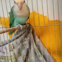 طوطی برزیلی|پرنده|محمدشهر, همایون ویلا|دیوار