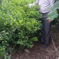 فروش یاس هلندی شمشاد طلایی سبز|گل و گیاه طبیعی|آمل, |دیوار