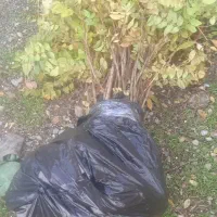 فروش نهال سماق وگردو ضمانتی سردشت|خدمات باغبانی و درختکاری|سردشت, |دیوار