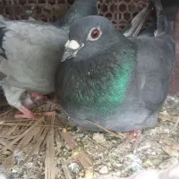دوتا جفت کبوتر