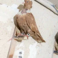 کلاغ رسمی و سینه