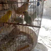 مرغ عشق
