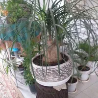 سانسوریا،لیندا،سیکاس،لیراتا،زاموفیلیا ابلغ|گل و گیاه طبیعی|اصفهان, خرم|دیوار