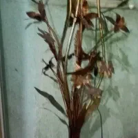 یک عدد چراغ خواب ۷۰۰ هزار تومان