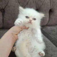 گربه پرشین|گربه|رشت, اسماعیل آباد|دیوار