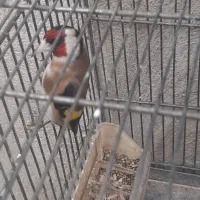 سره وسره قناری قرس بخون|پرنده|ری, سیزده آبان|دیوار