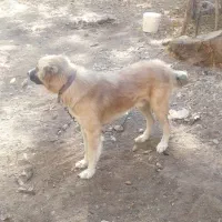 سگ پاکستانی|سگ|الشتر, |دیوار